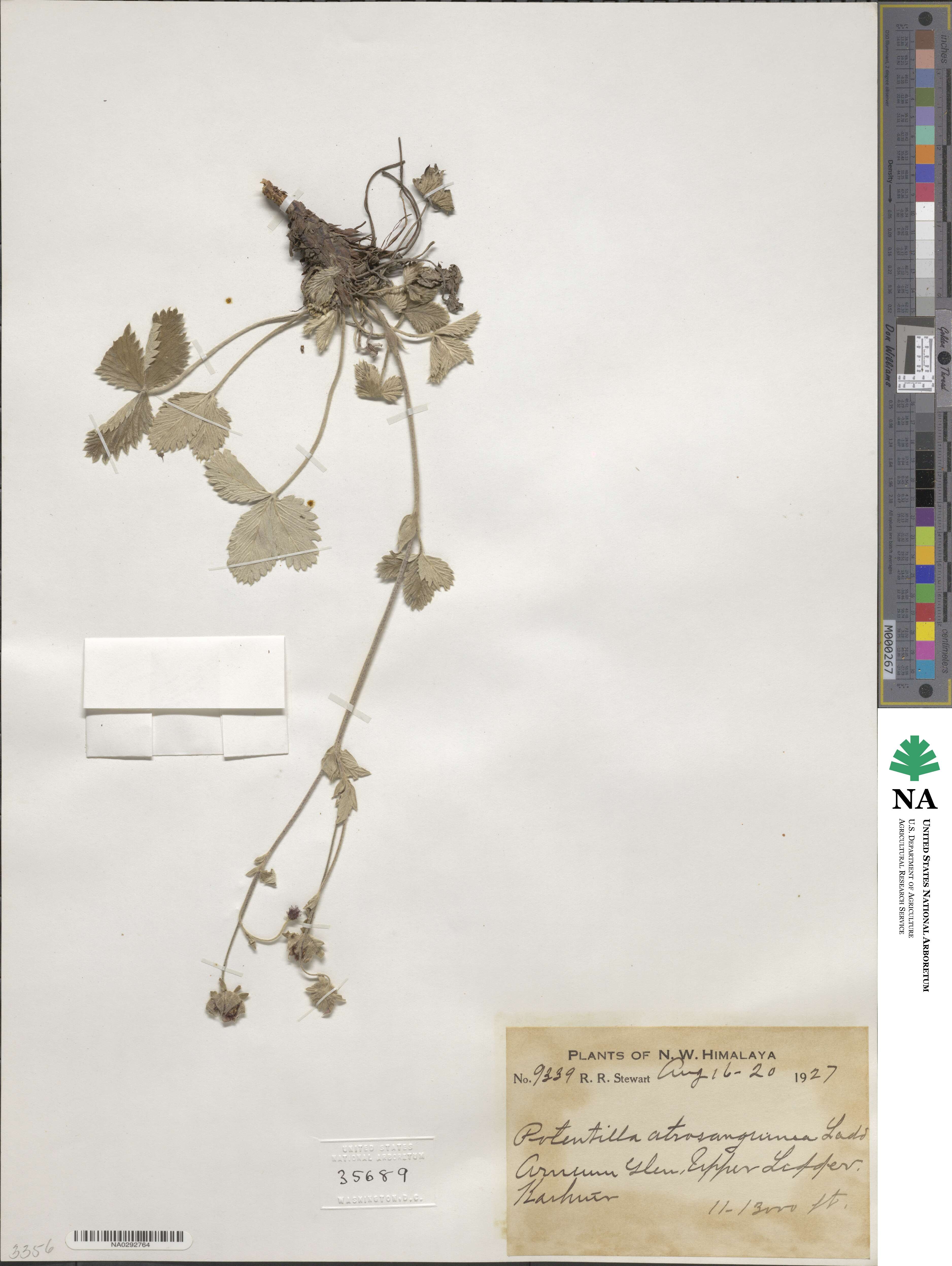 Potentilla argyrophylla var. atrosanguinea image