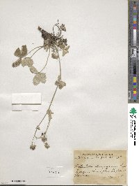 Potentilla argyrophylla var. atrosanguinea image