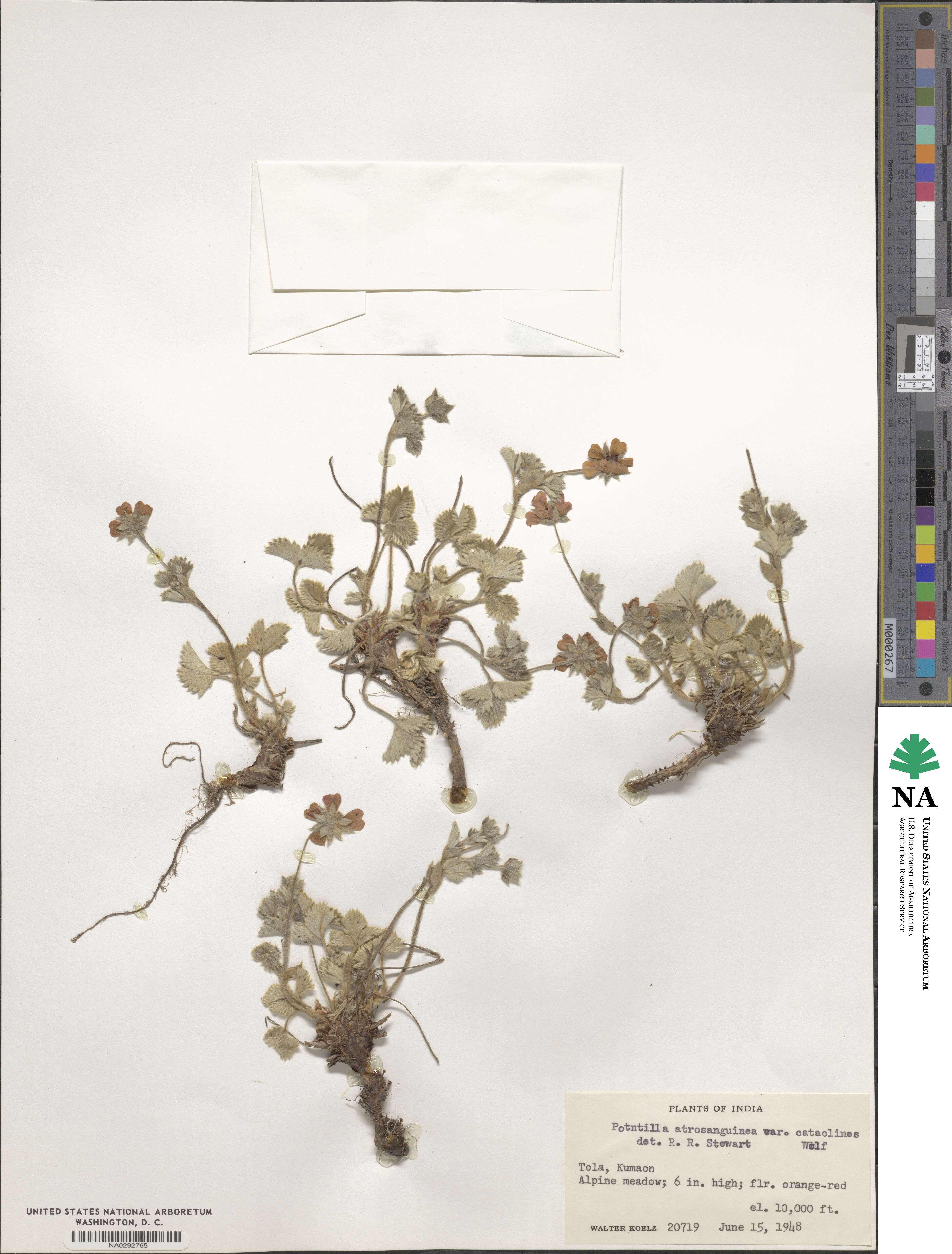 Potentilla argyrophylla var. atrosanguinea image