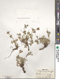 Potentilla argyrophylla image