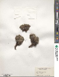 Potentilla biflora image