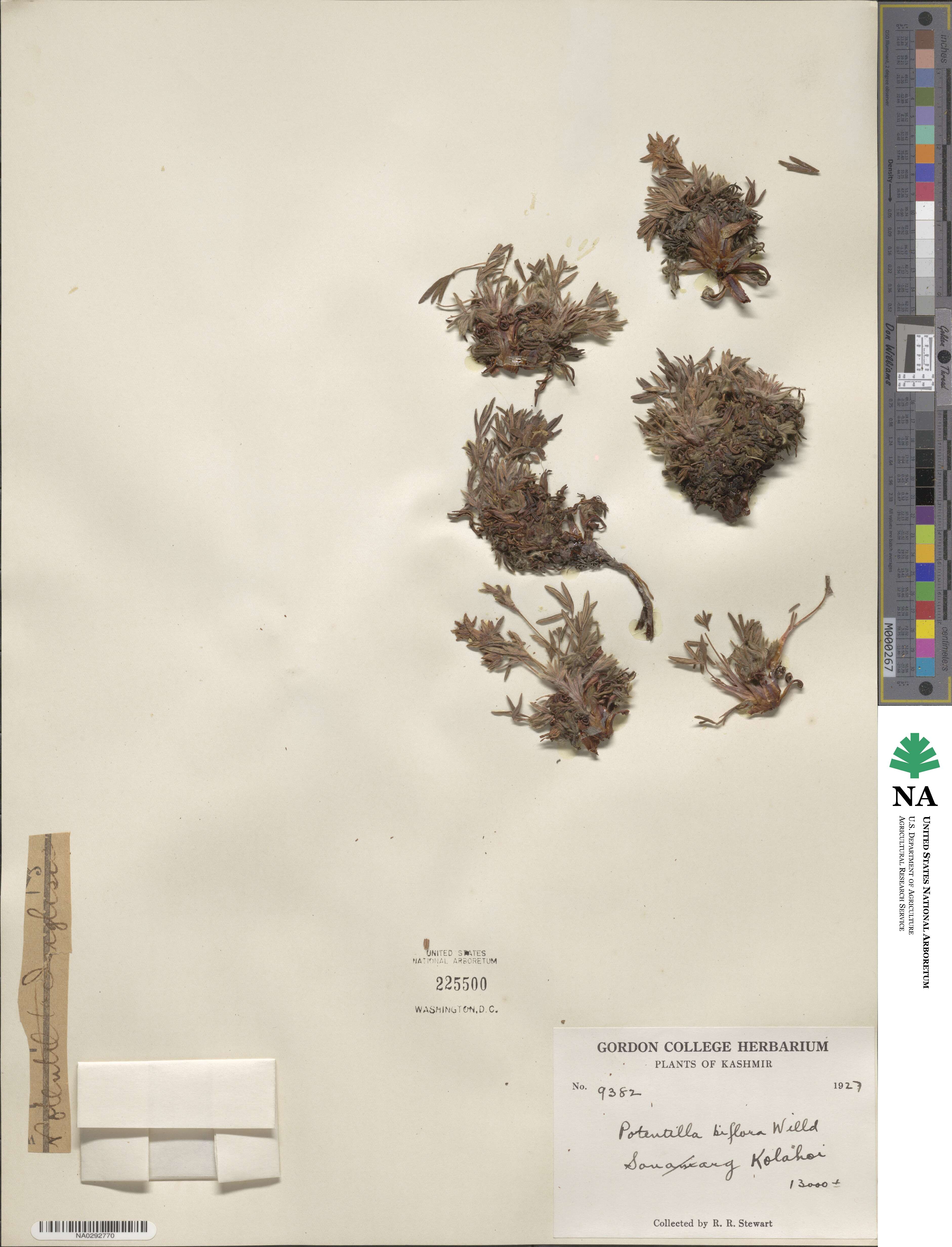 Potentilla biflora image