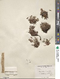 Potentilla biflora image