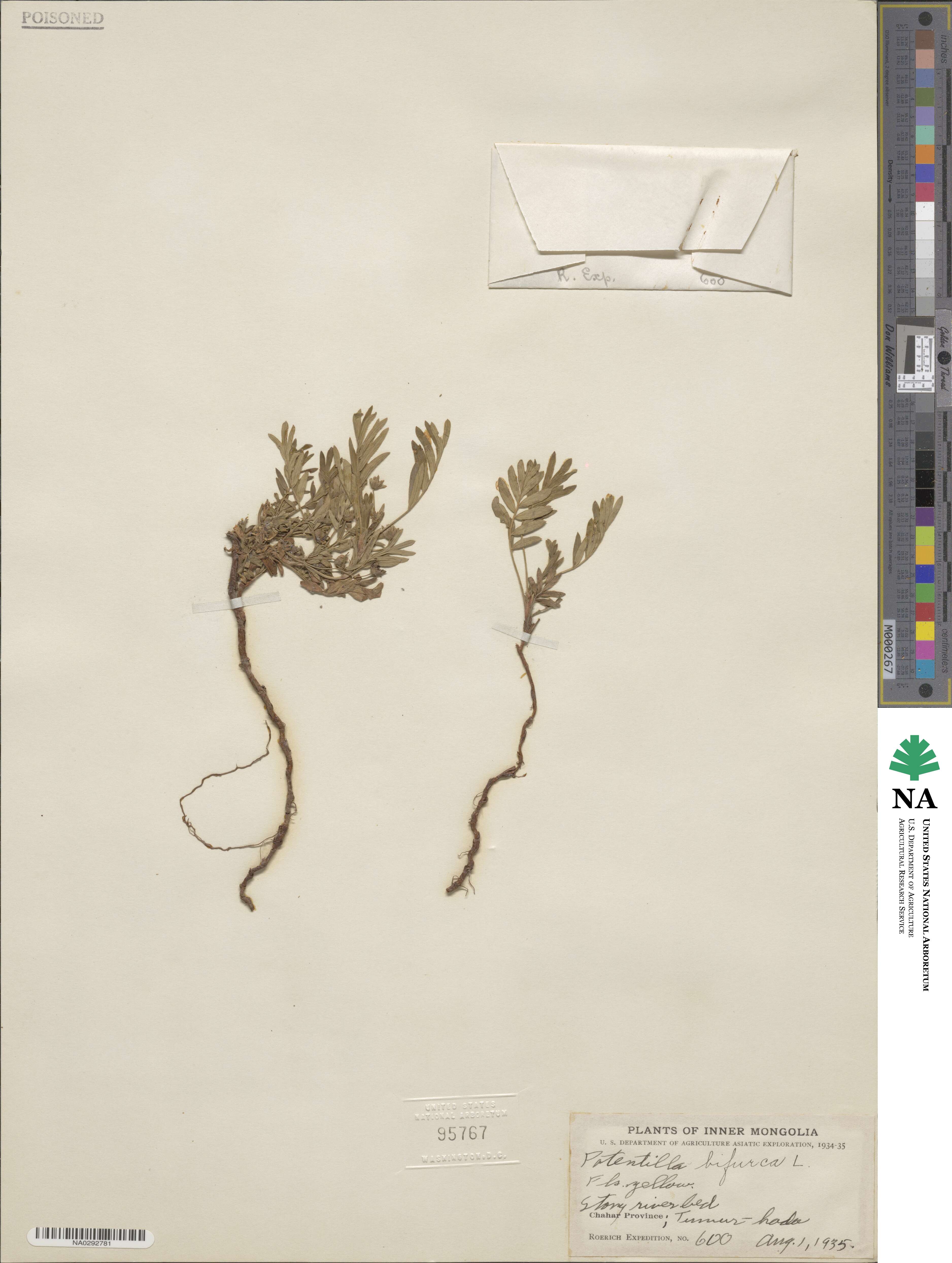 Sibbaldianthe bifurca subsp. bifurca image