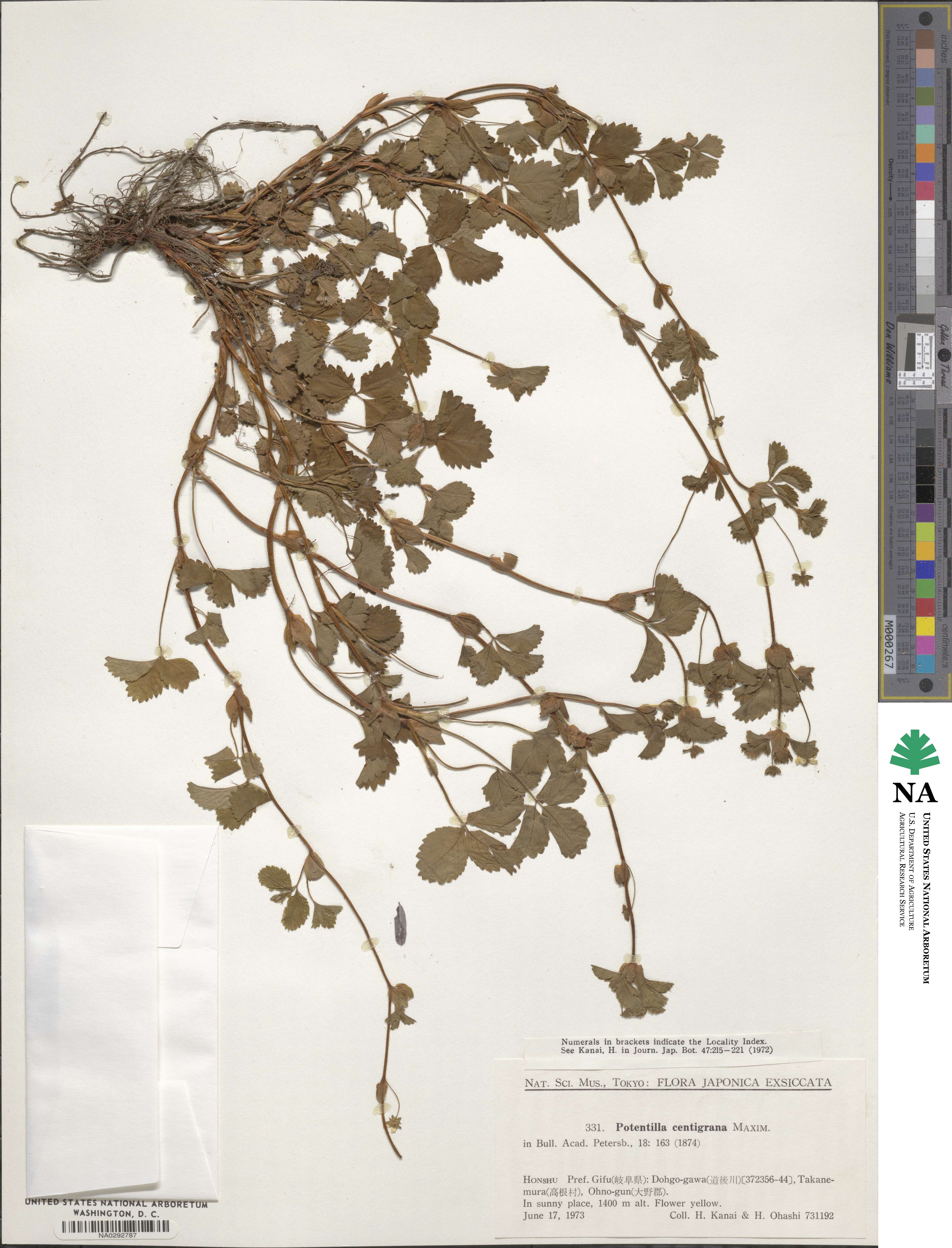Potentilla centigrana image