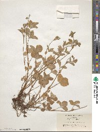 Potentilla centigrana image