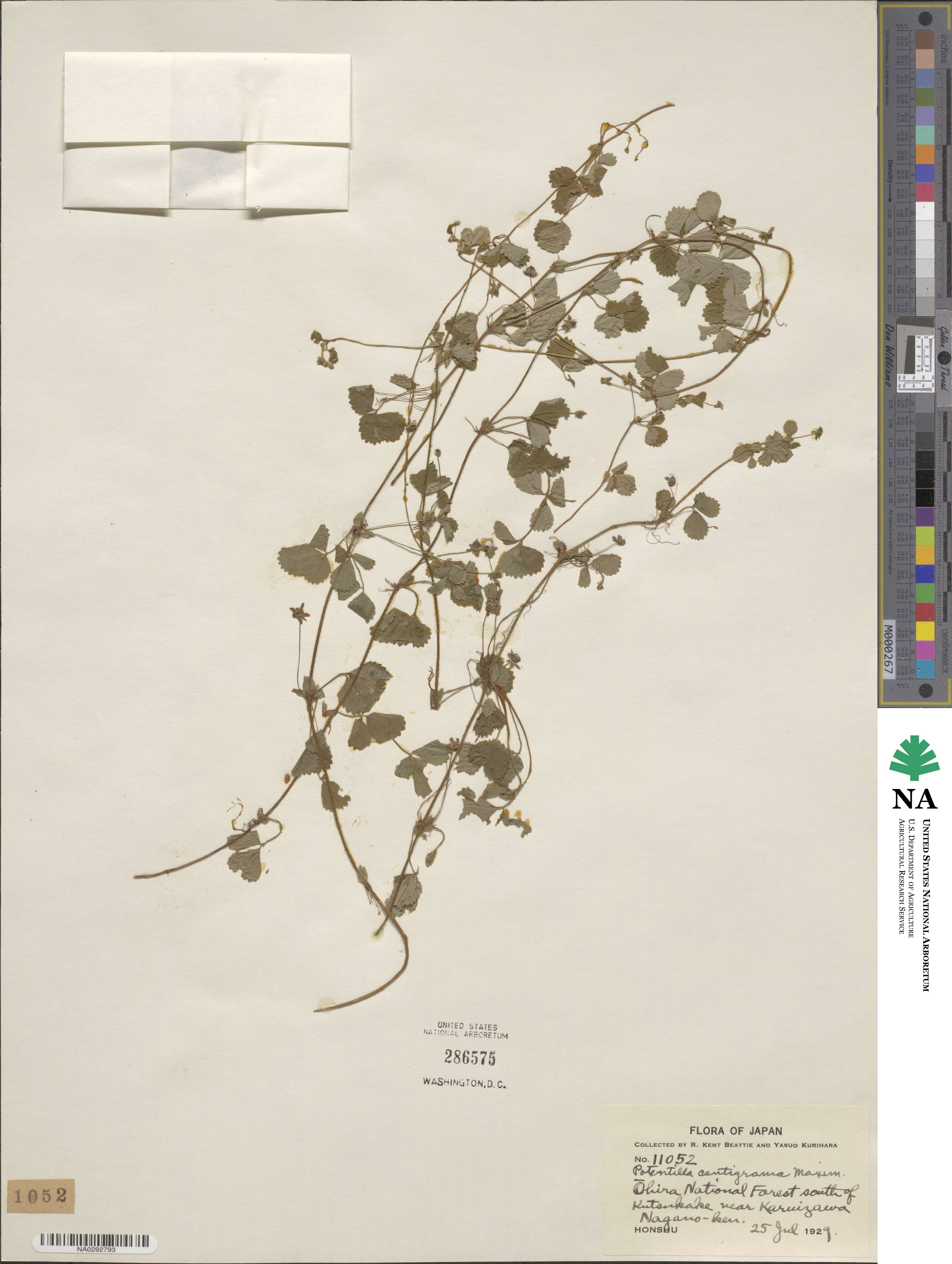 Potentilla centigrana image