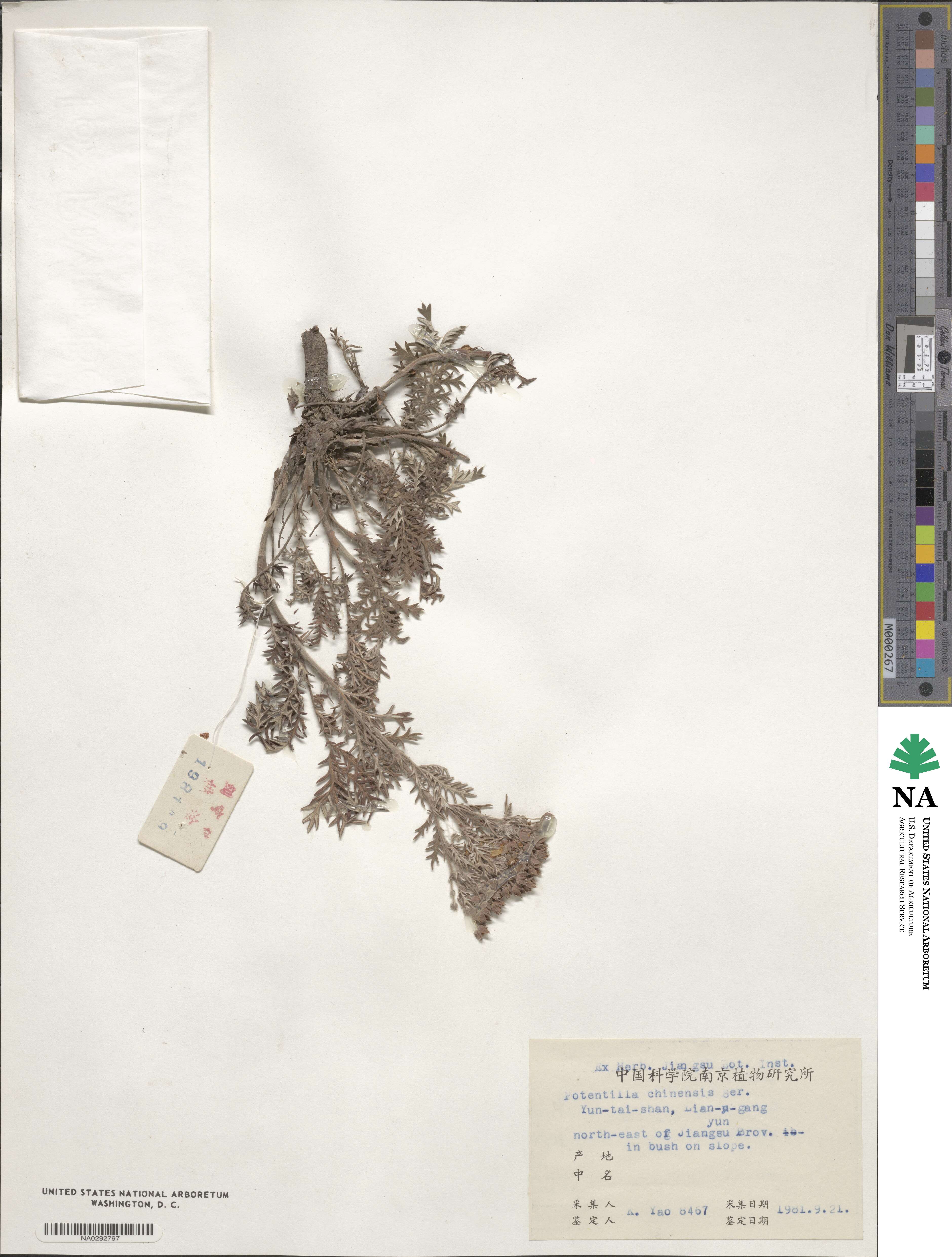 Potentilla chinensis image