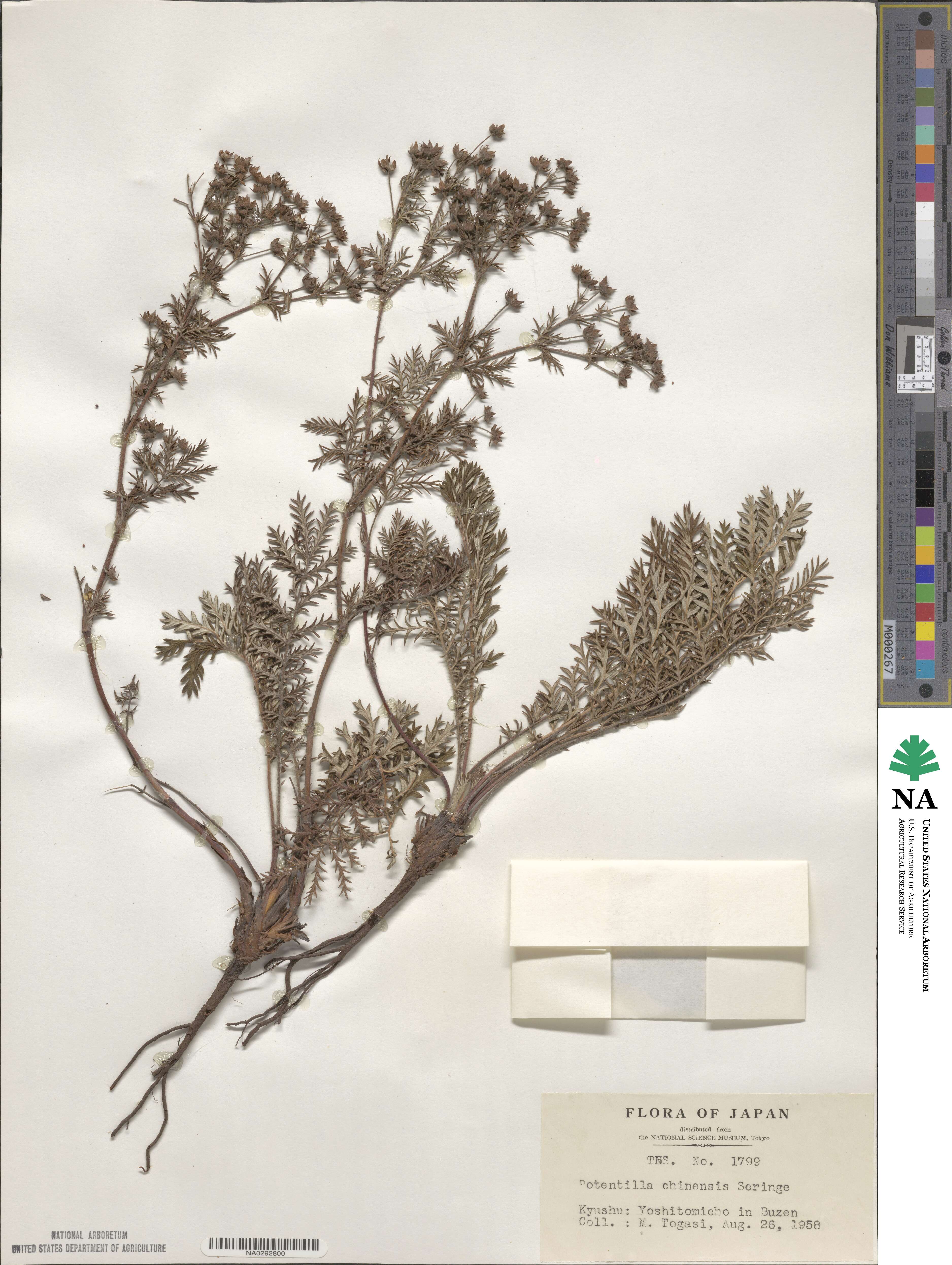 Potentilla chinensis image