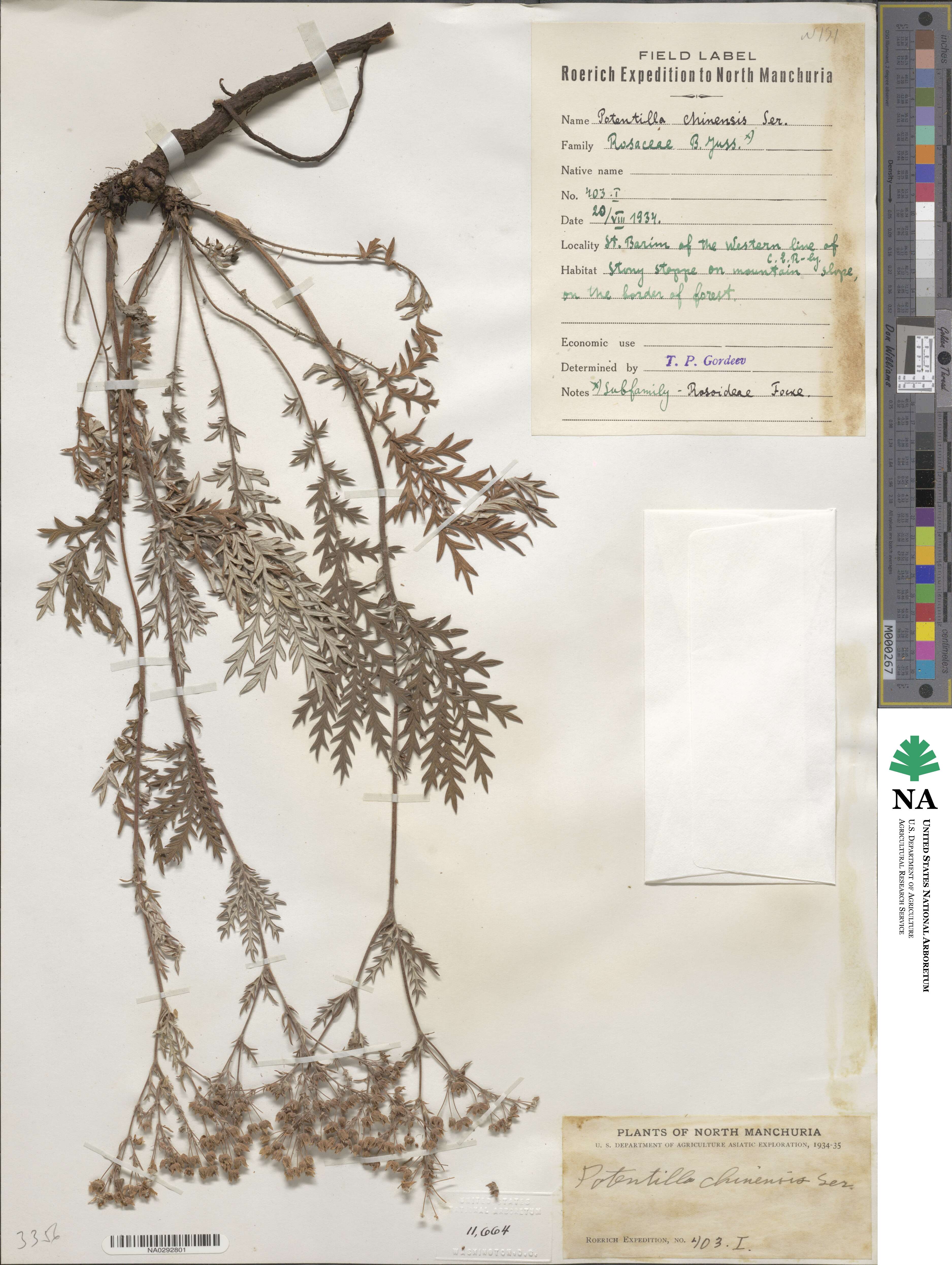 Potentilla chinensis image