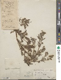 Potentilla chinensis image