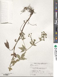 Potentilla cryptotaeniae image