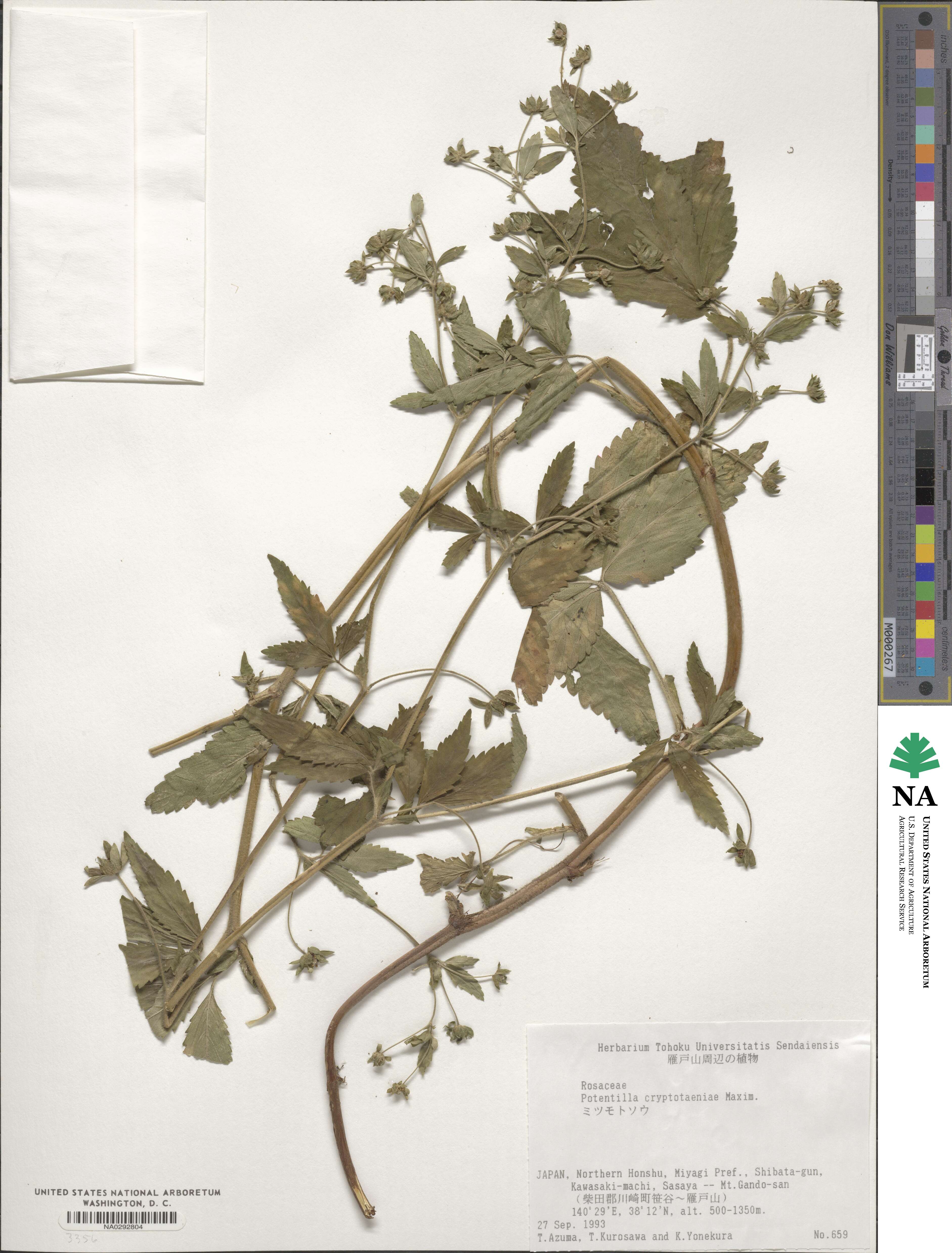 Potentilla cryptotaeniae image