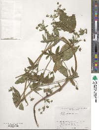 Potentilla cryptotaeniae image