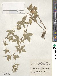 Potentilla cryptotaeniae image