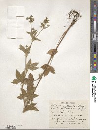 Potentilla cryptotaeniae image