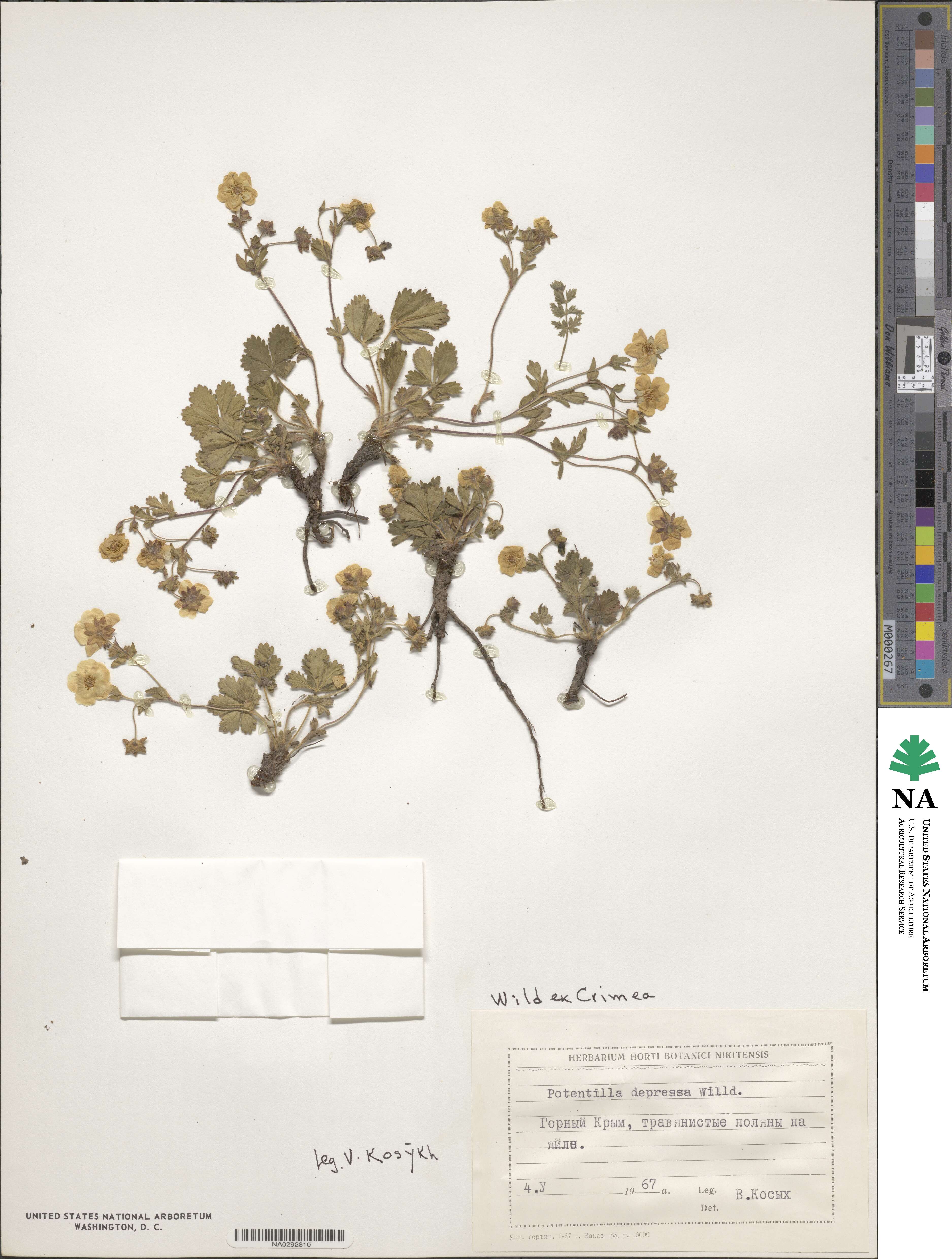 Potentilla humifusa image