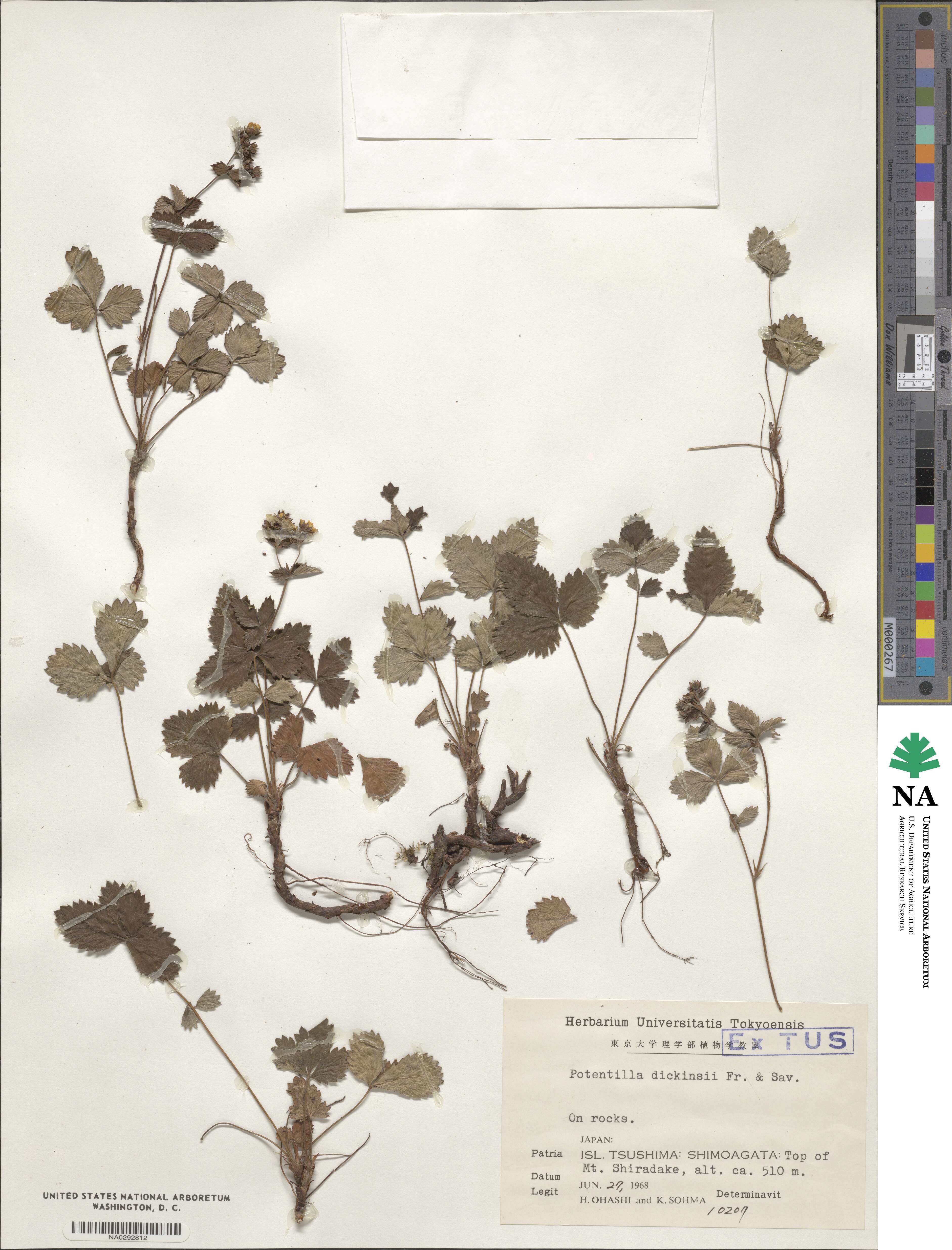 Potentilla dickinsii image