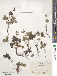 Potentilla dickinsii image