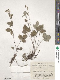 Potentilla dickinsii image