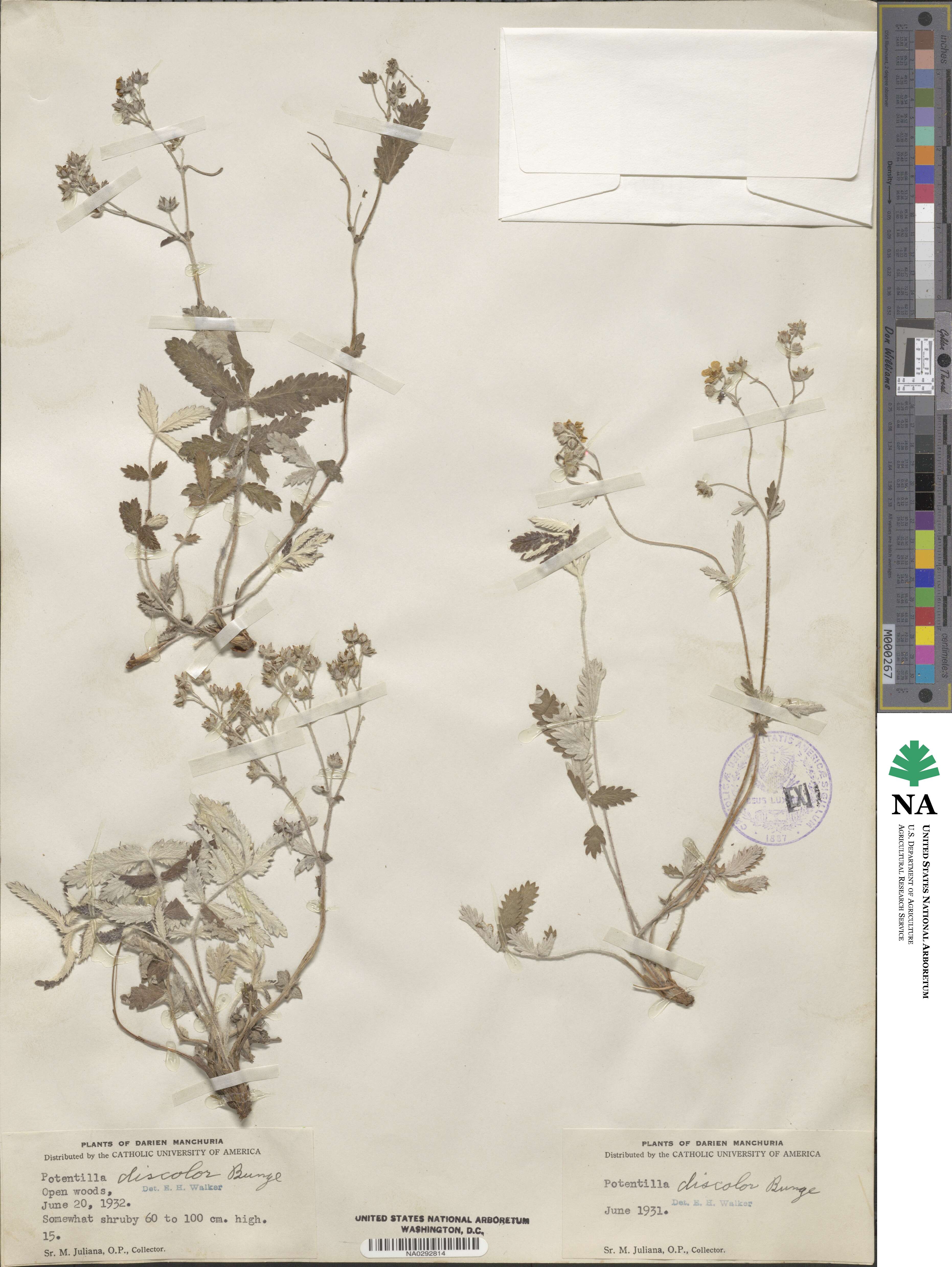 Potentilla discolor image