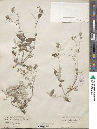 Potentilla discolor image