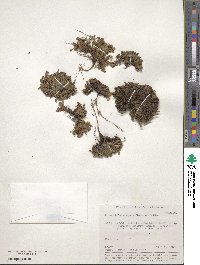 Potentilla elegans image