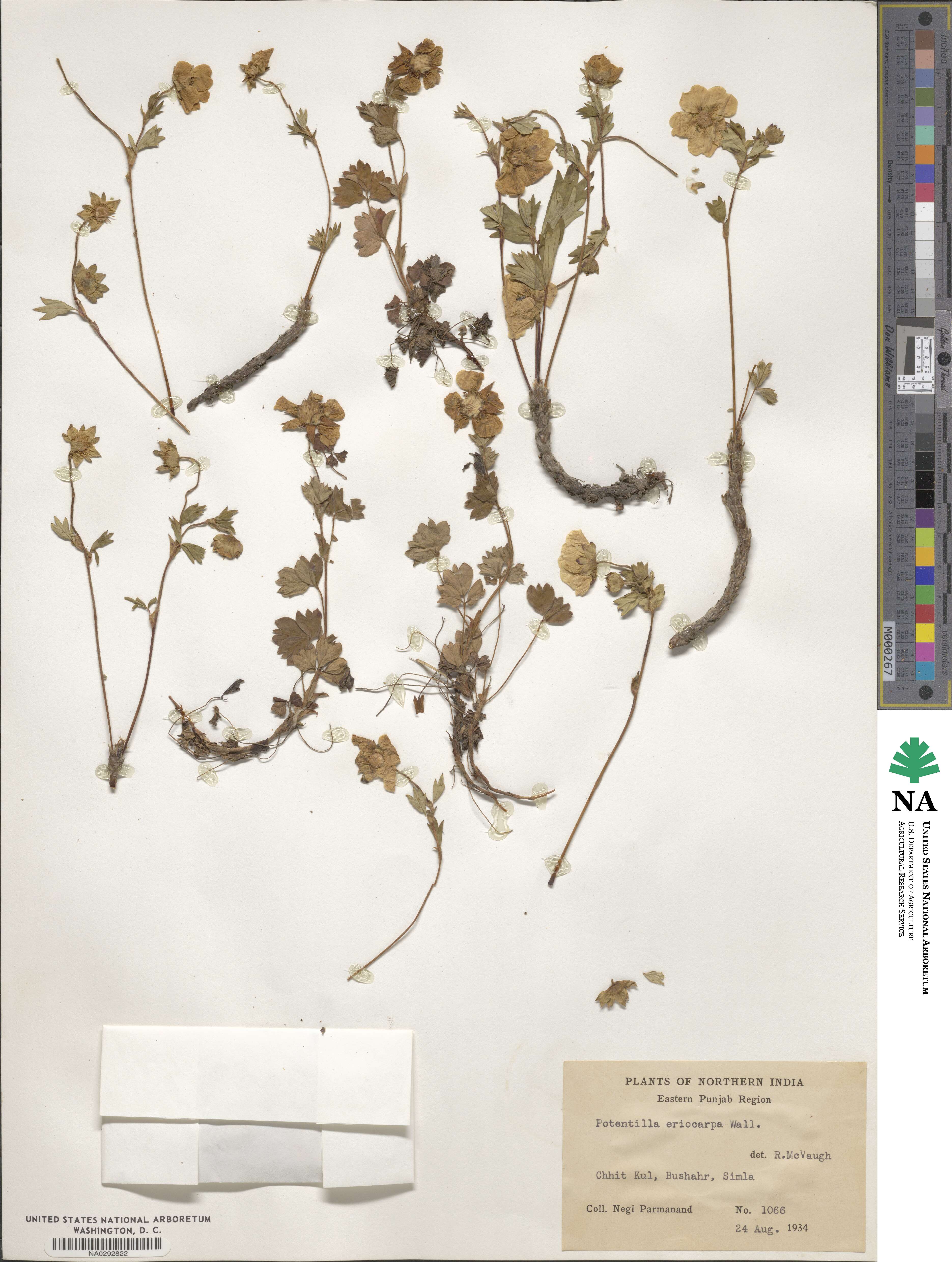 Potentilla eriocarpa image