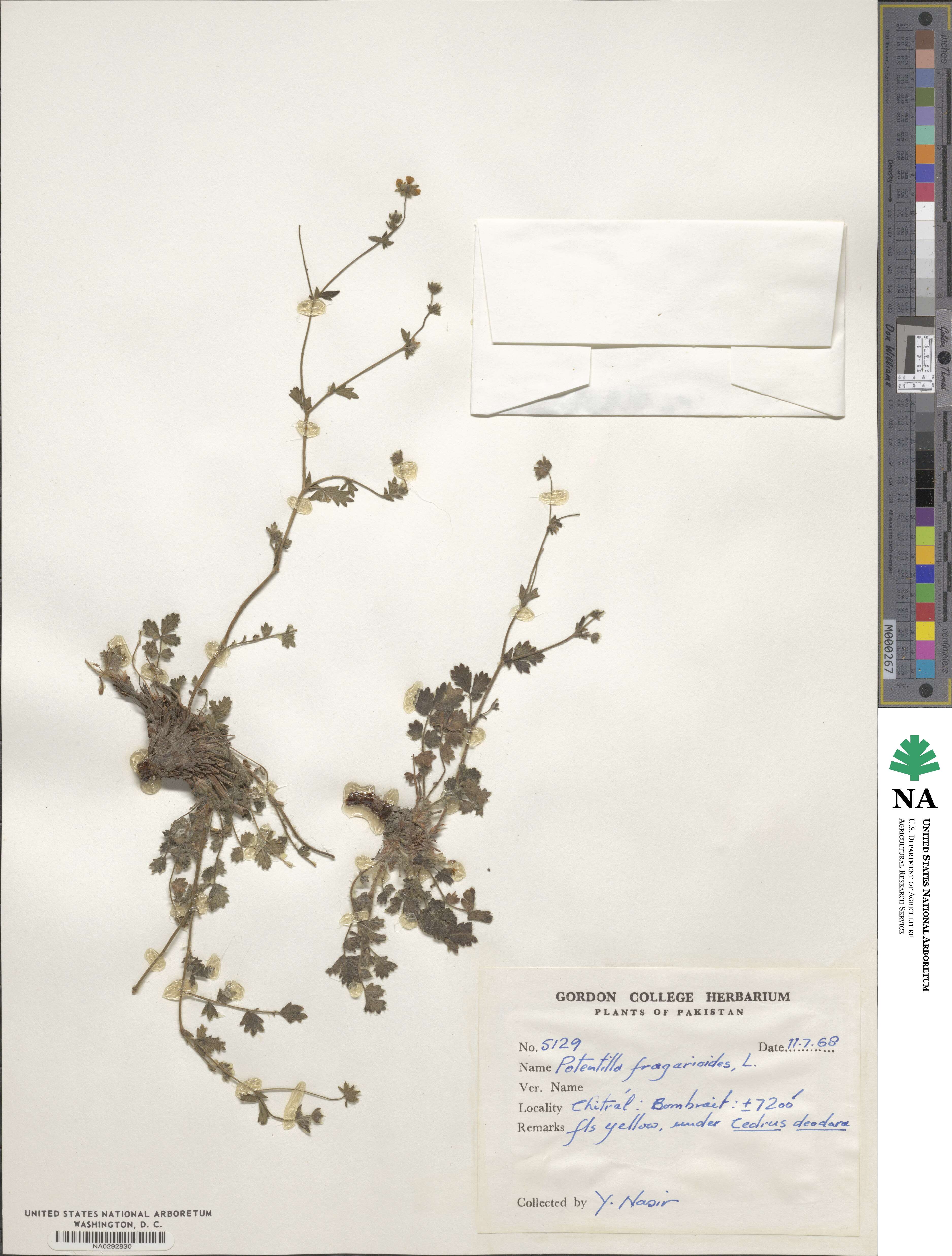 Potentilla fragarioides image