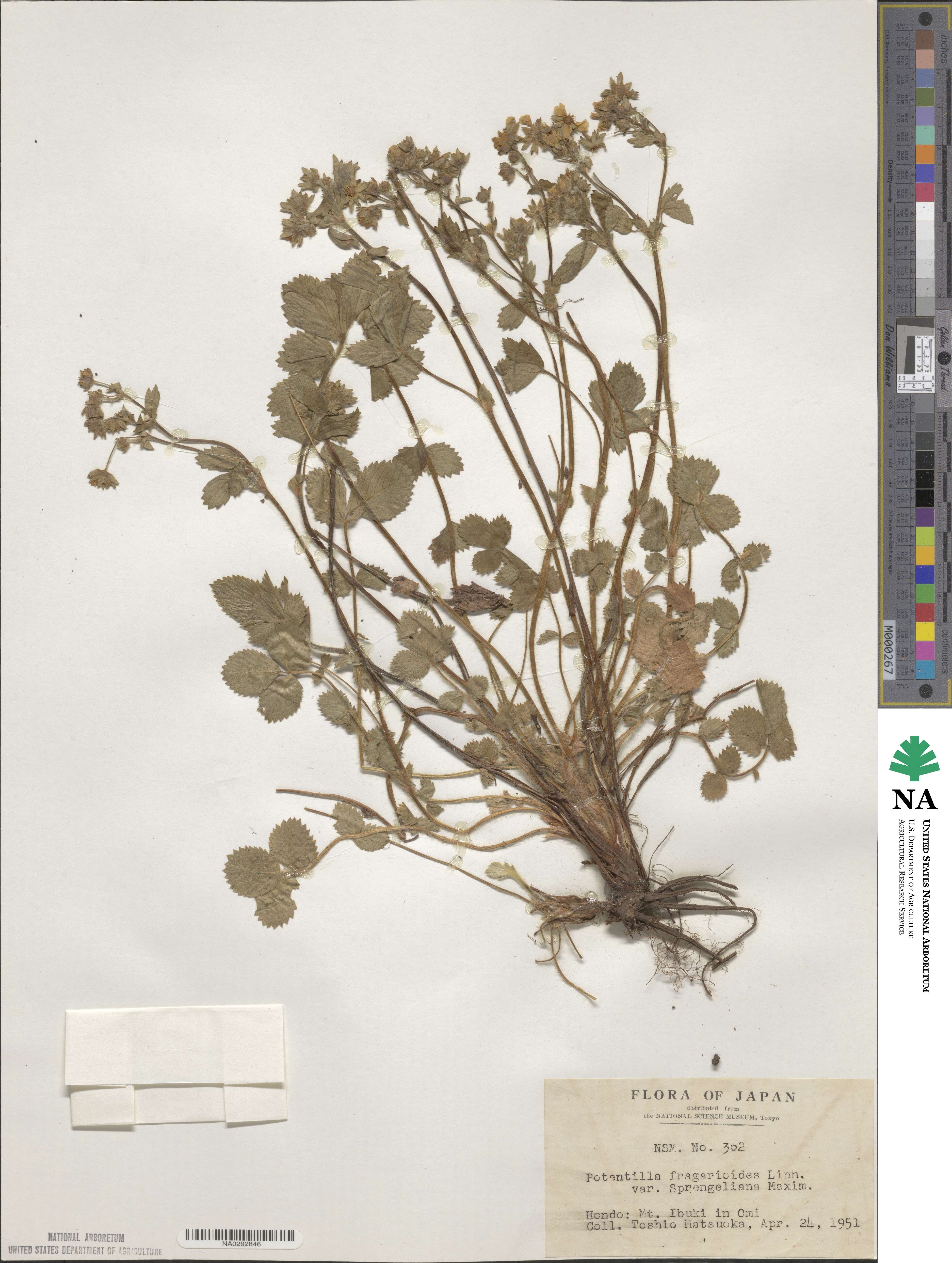 Potentilla sprengeliana image