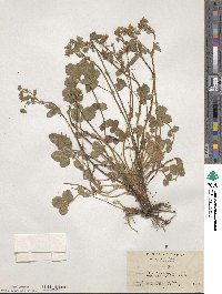 Potentilla sprengeliana image