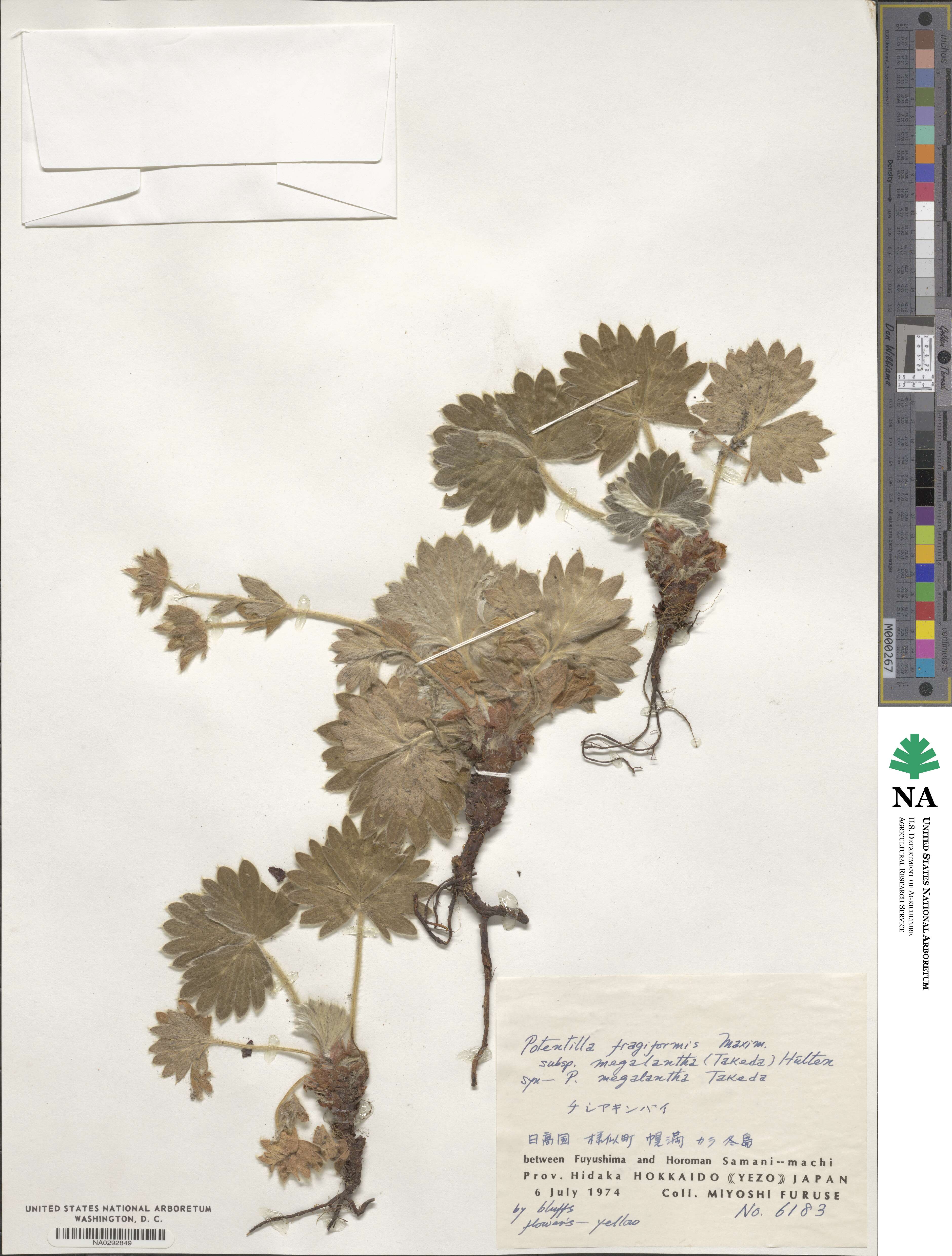 Potentilla fragiformis image