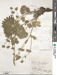 Potentilla fragiformis image