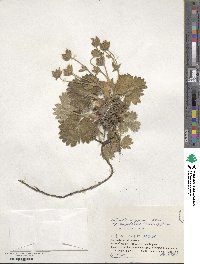 Potentilla fragiformis image