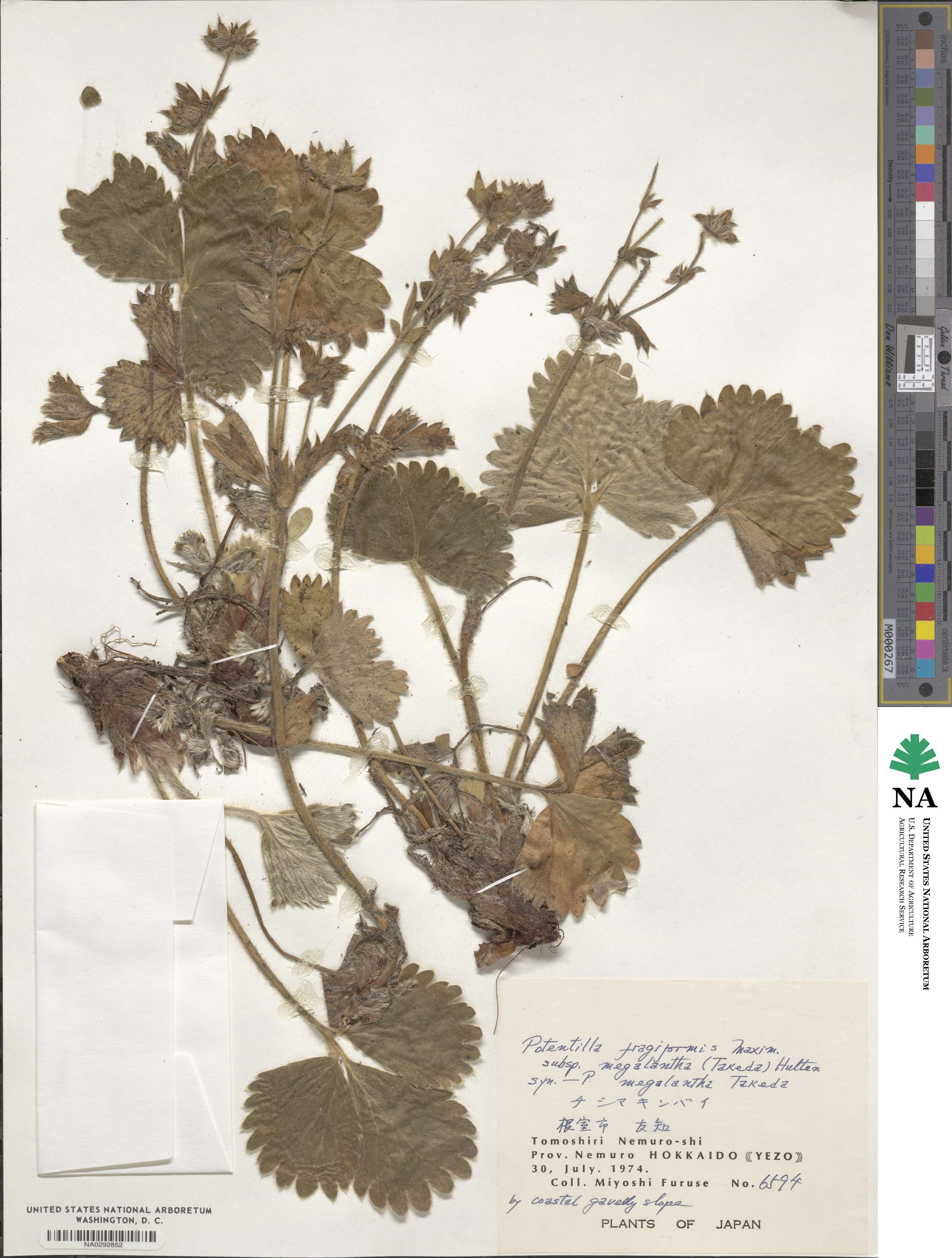 Potentilla fragiformis image