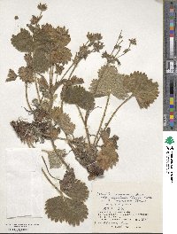 Potentilla fragiformis image