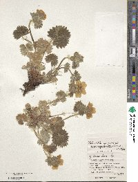 Potentilla megalantha image