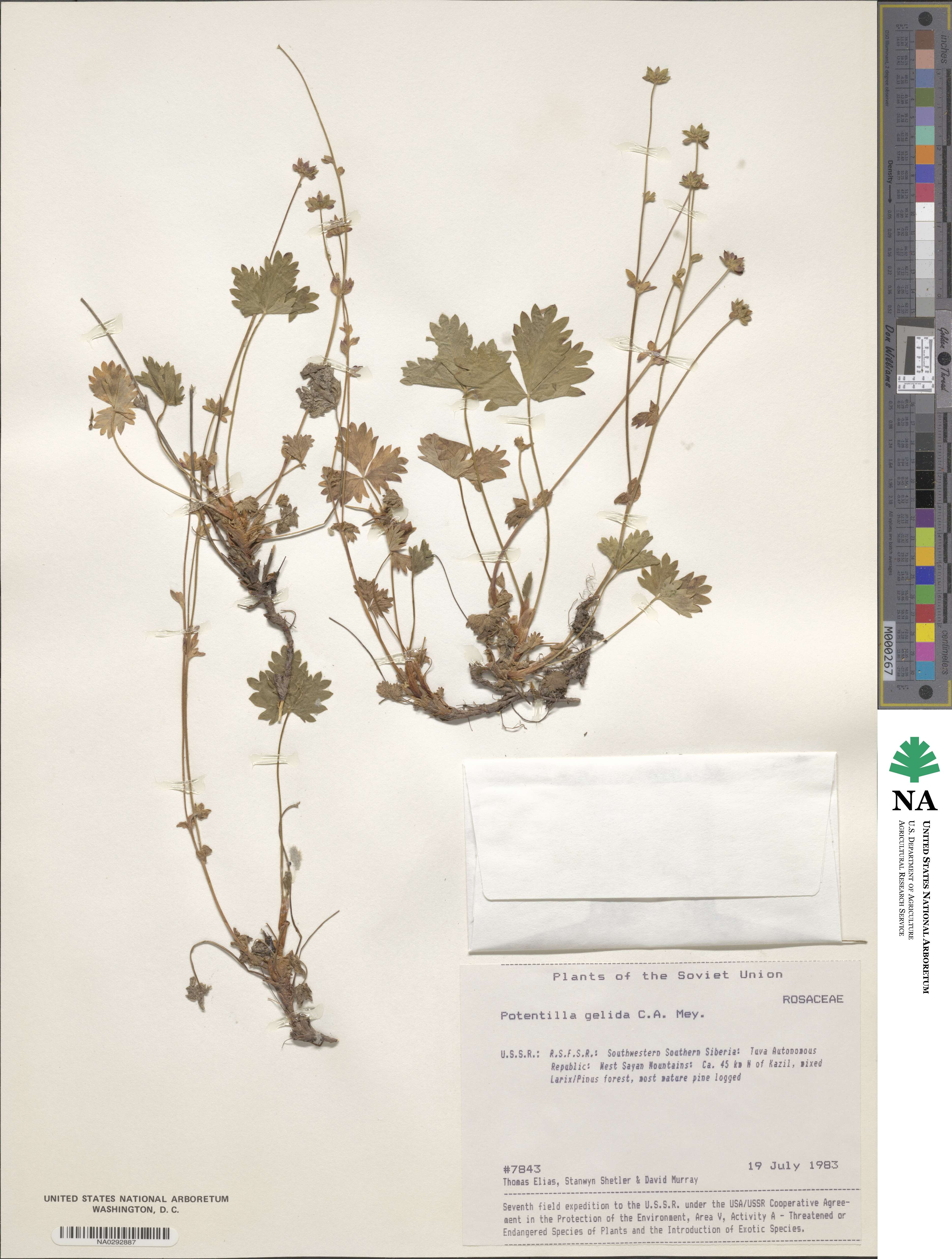 Potentilla crantzii image