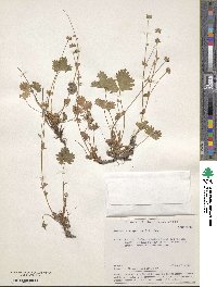 Potentilla crantzii image