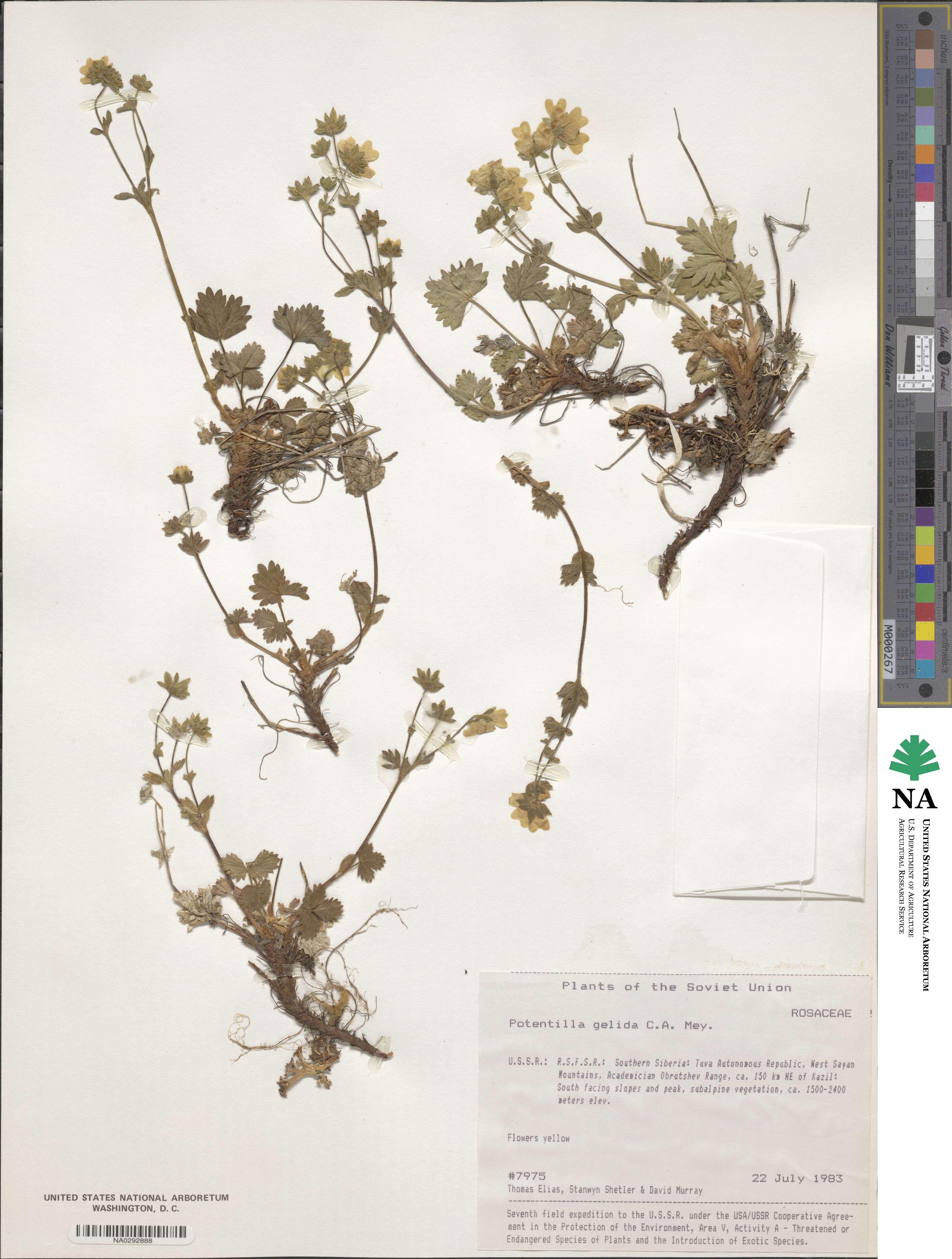 Potentilla crantzii subsp. gelida image