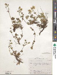 Potentilla crantzii image