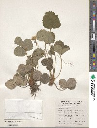 Potentilla crantzii subsp. gelida image