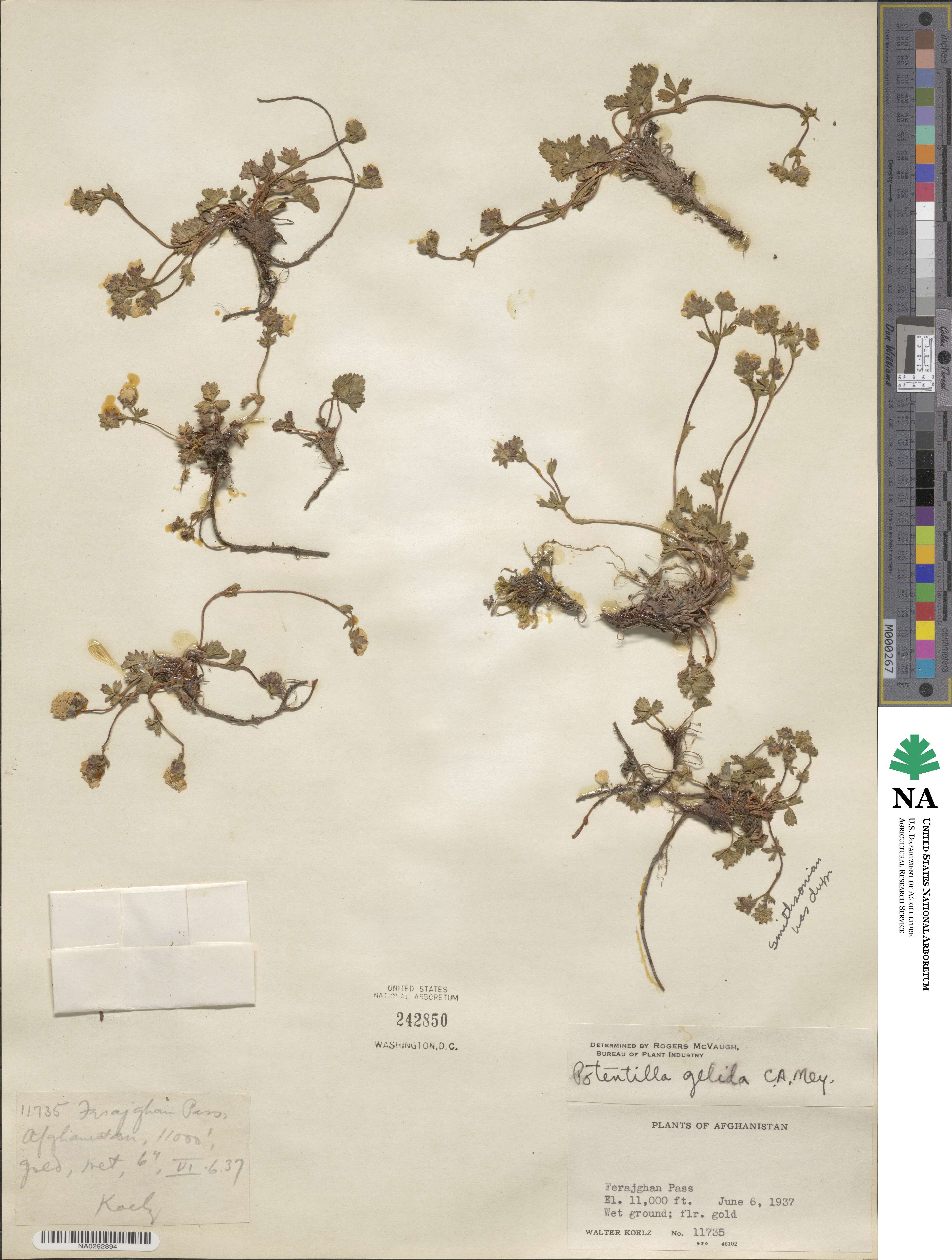 Potentilla crantzii subsp. gelida image