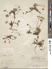 Potentilla crantzii subsp. gelida image