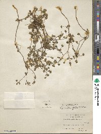 Potentilla crantzii subsp. gelida image