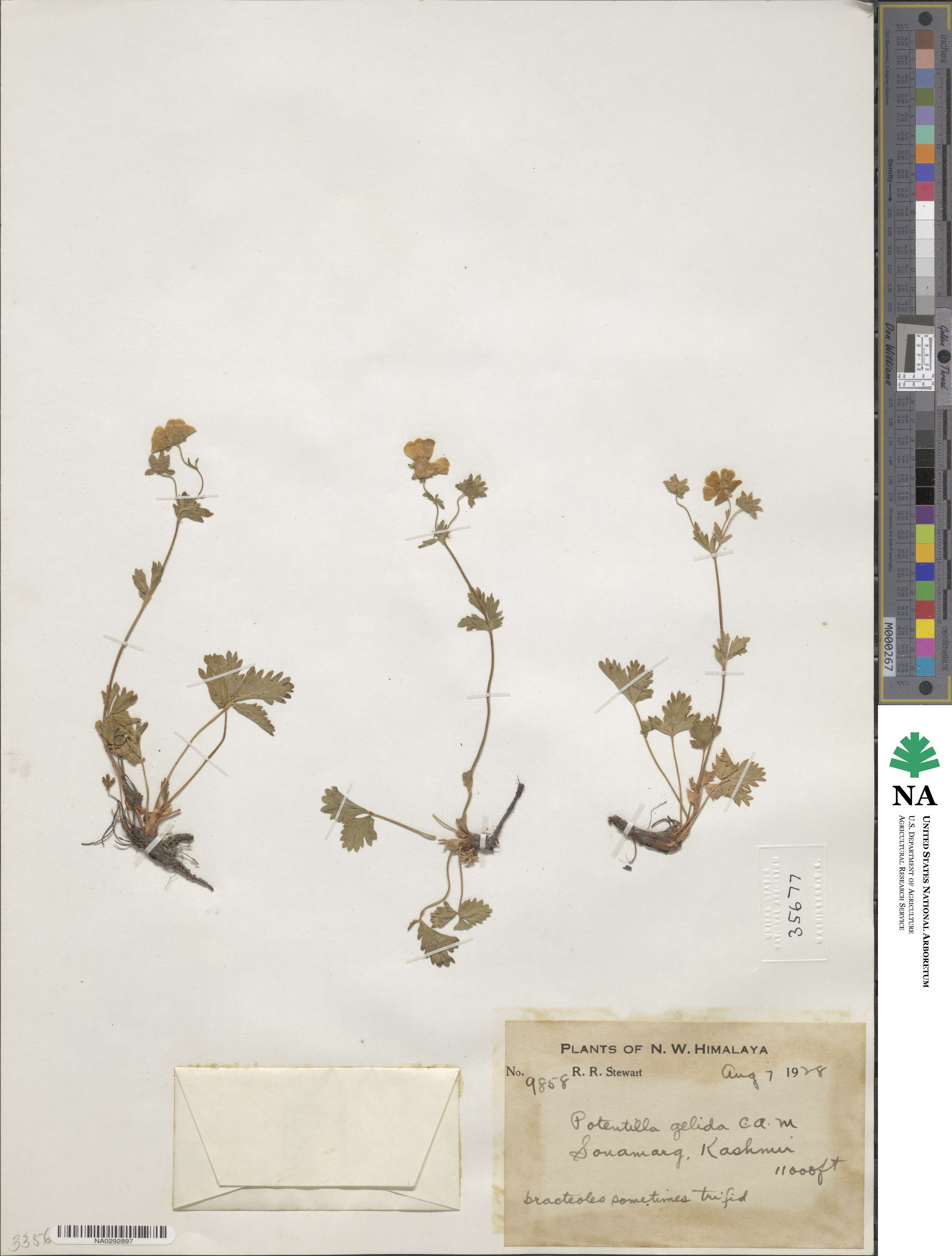 Potentilla crantzii subsp. gelida image