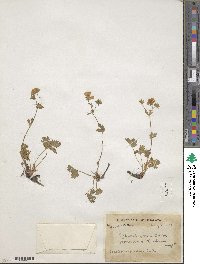 Potentilla crantzii subsp. gelida image