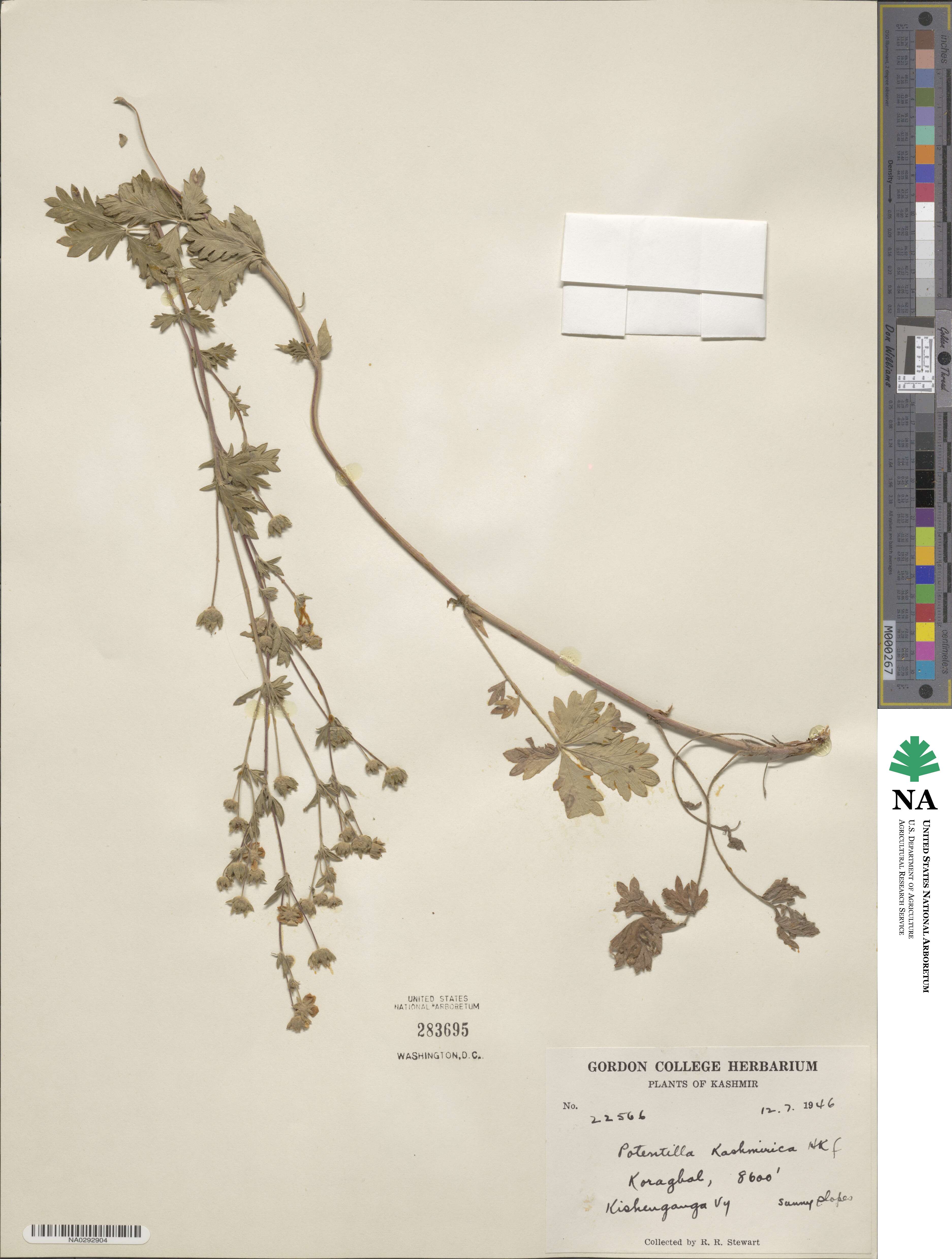 Potentilla kashmirica image