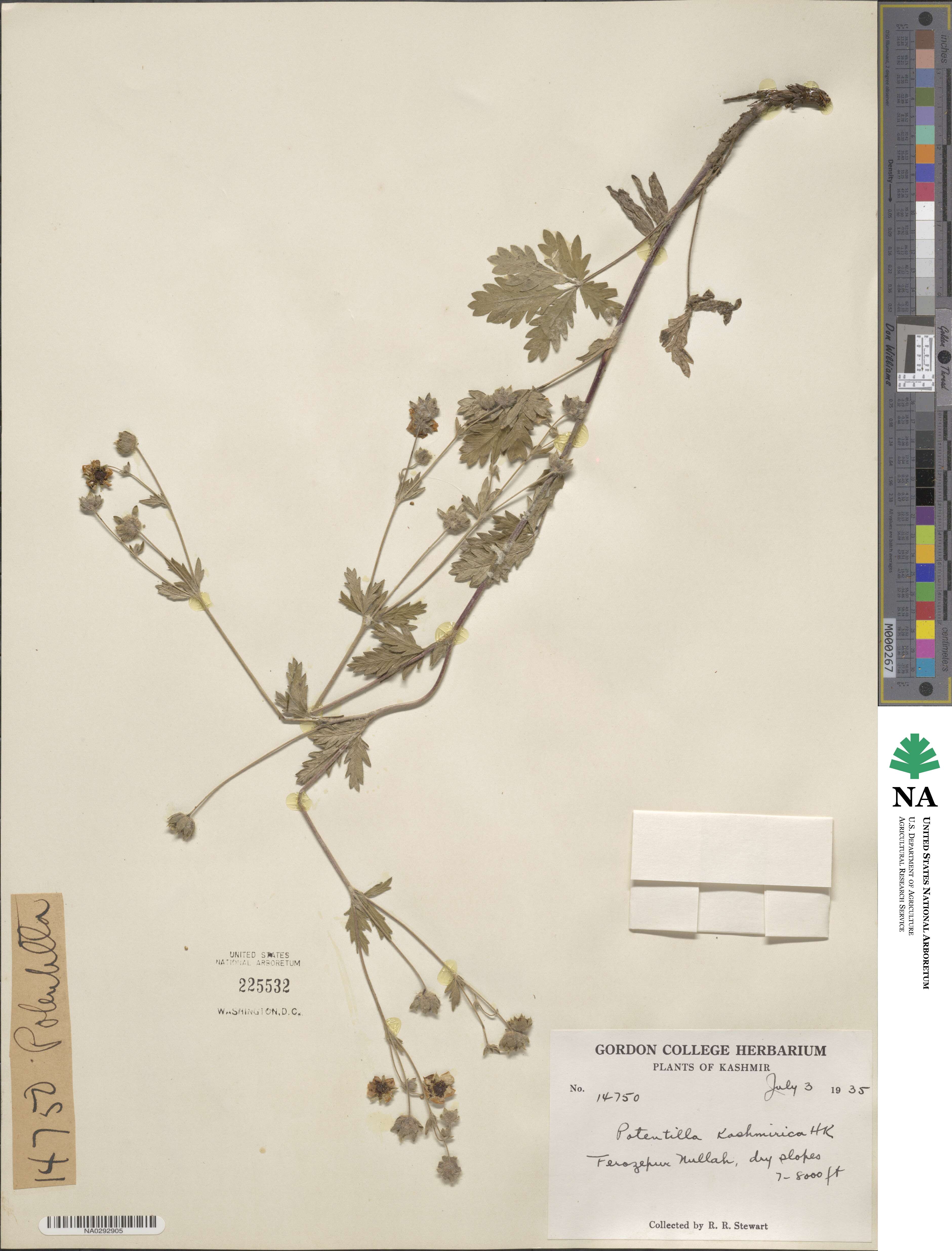 Potentilla kashmirica image