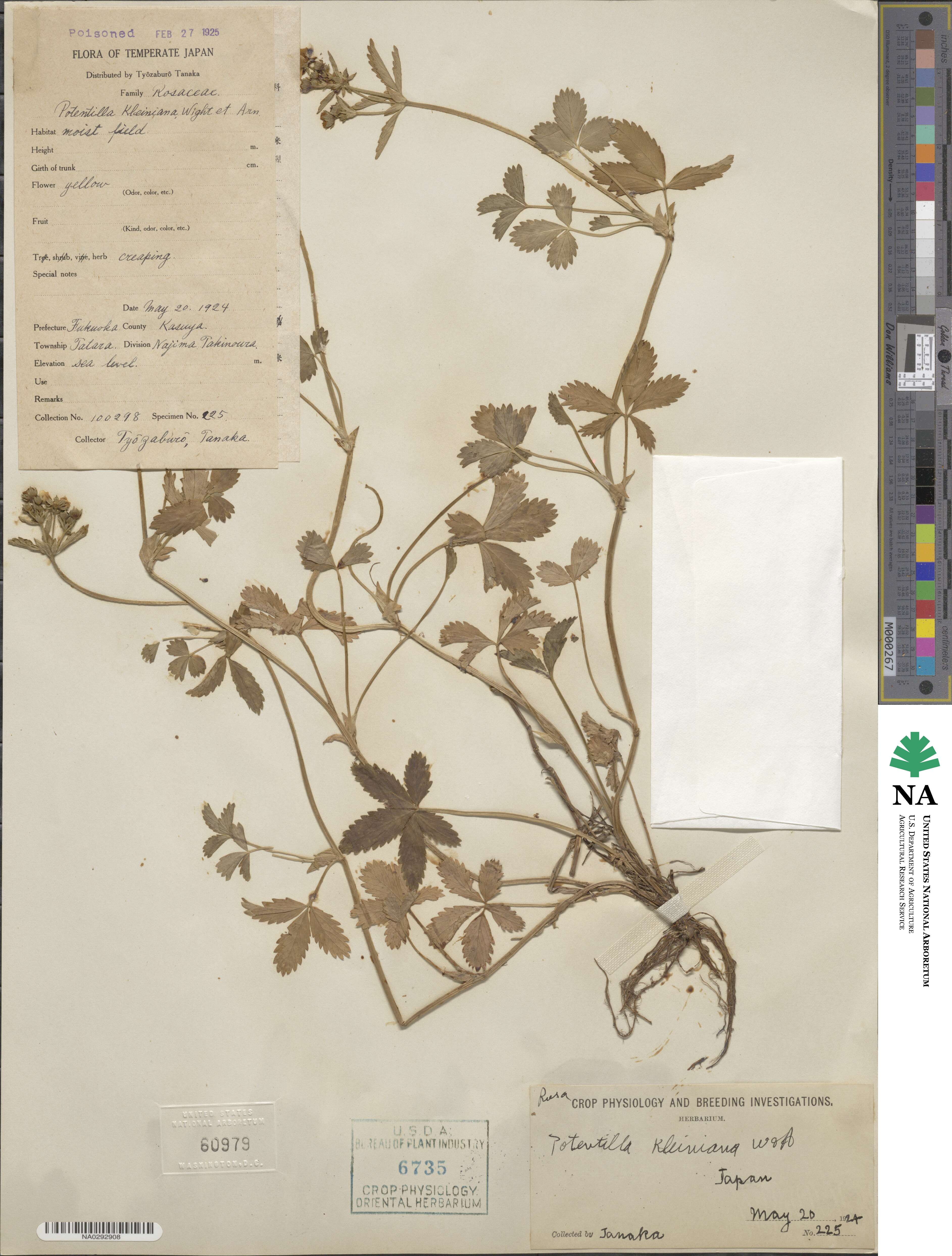 Potentilla sundaica image